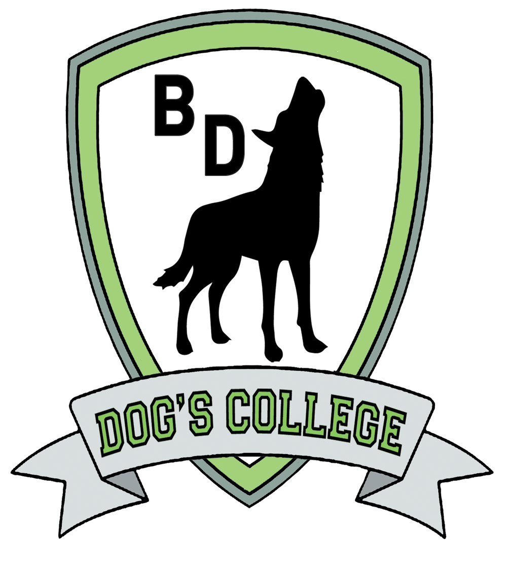 Dog's College Padova