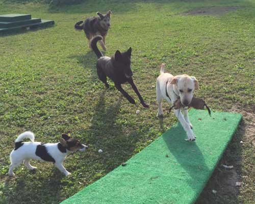 cani in socializzazione